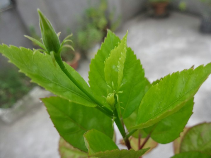 Flower Leaves
