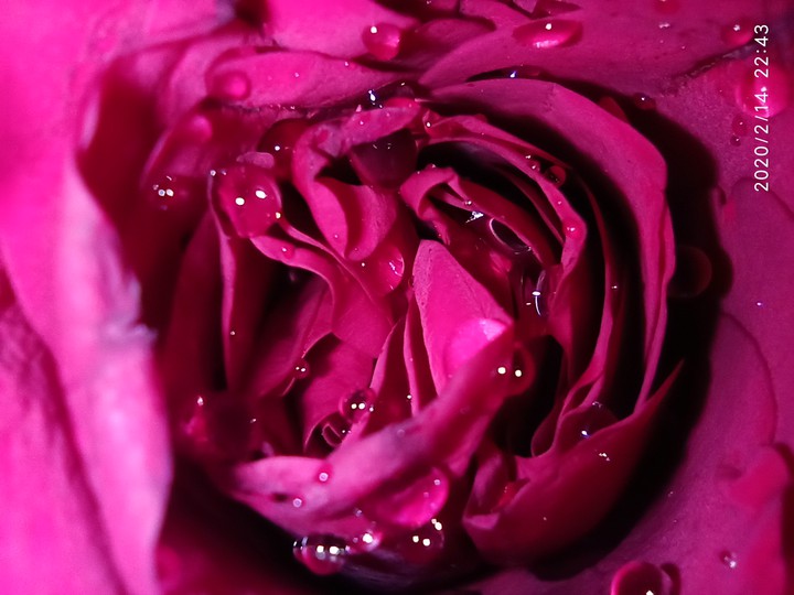 rose petals