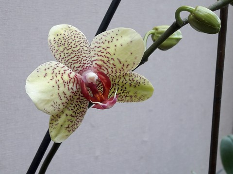 orchidée verte