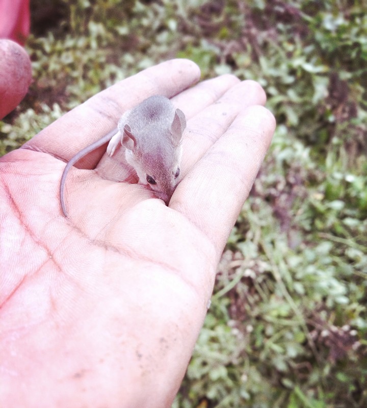 Little mouse ???