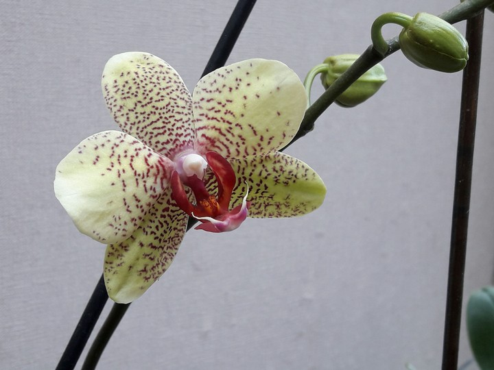 orchidée  verte