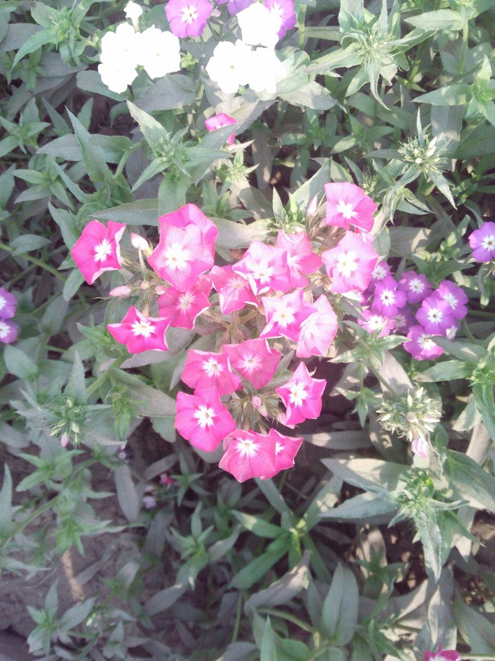 tiny Flowers
