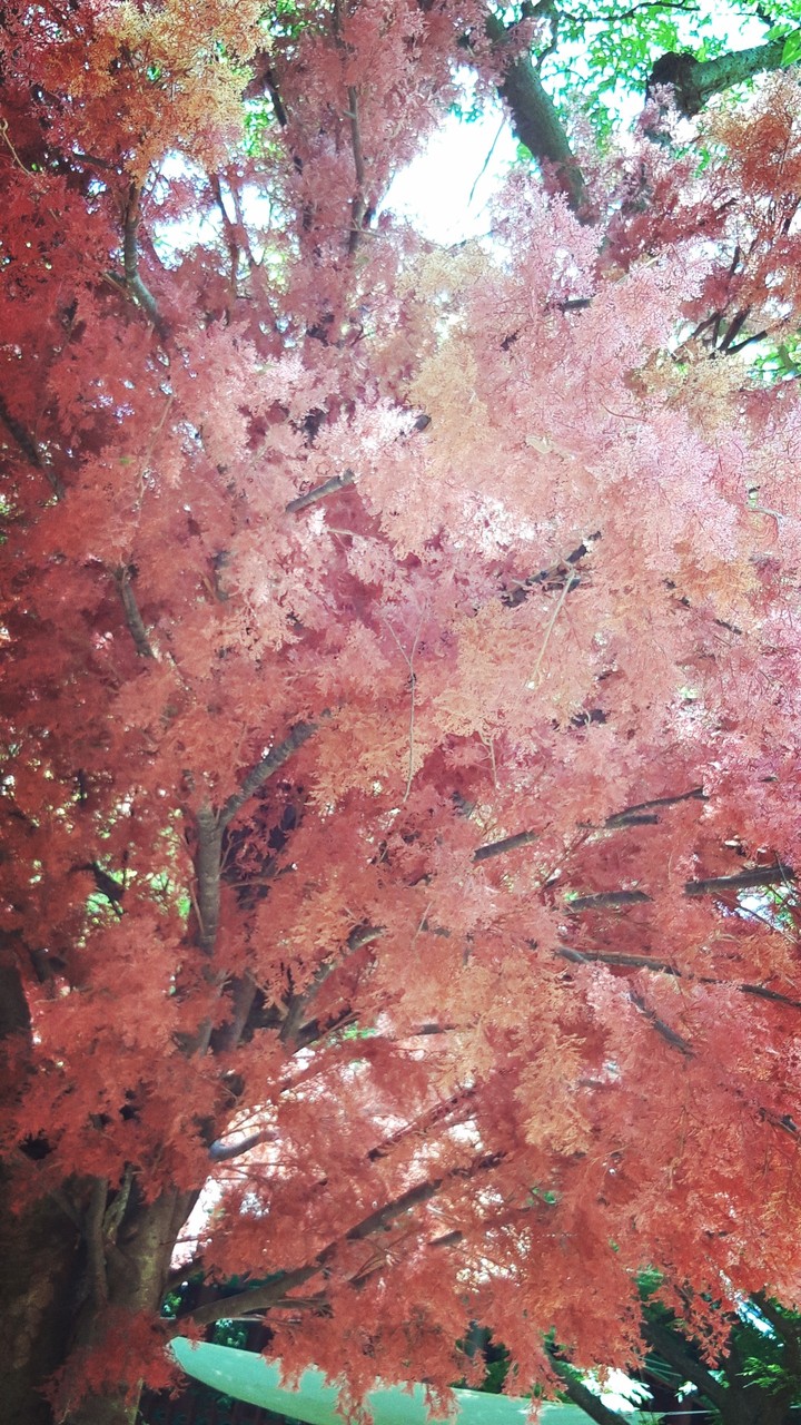 pink tree
