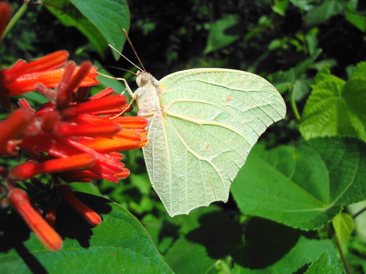 mariposa en flor