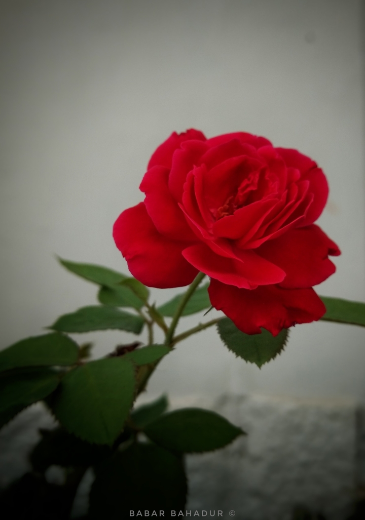 The Red Rose