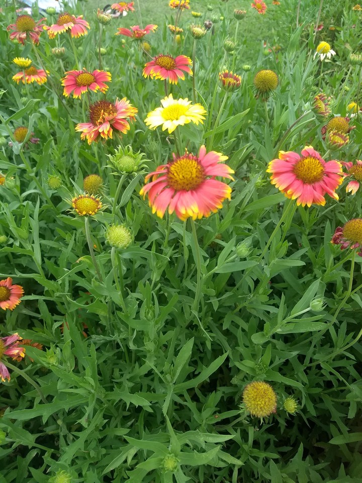 flowers meant to standout