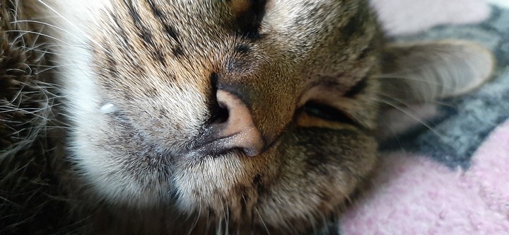 Кот