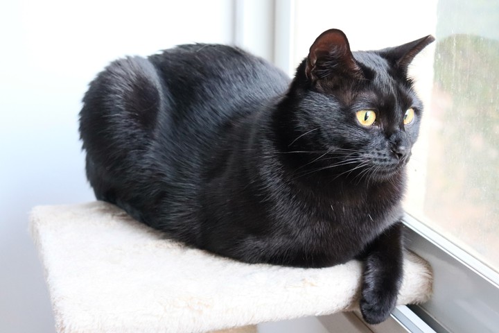 Black cat