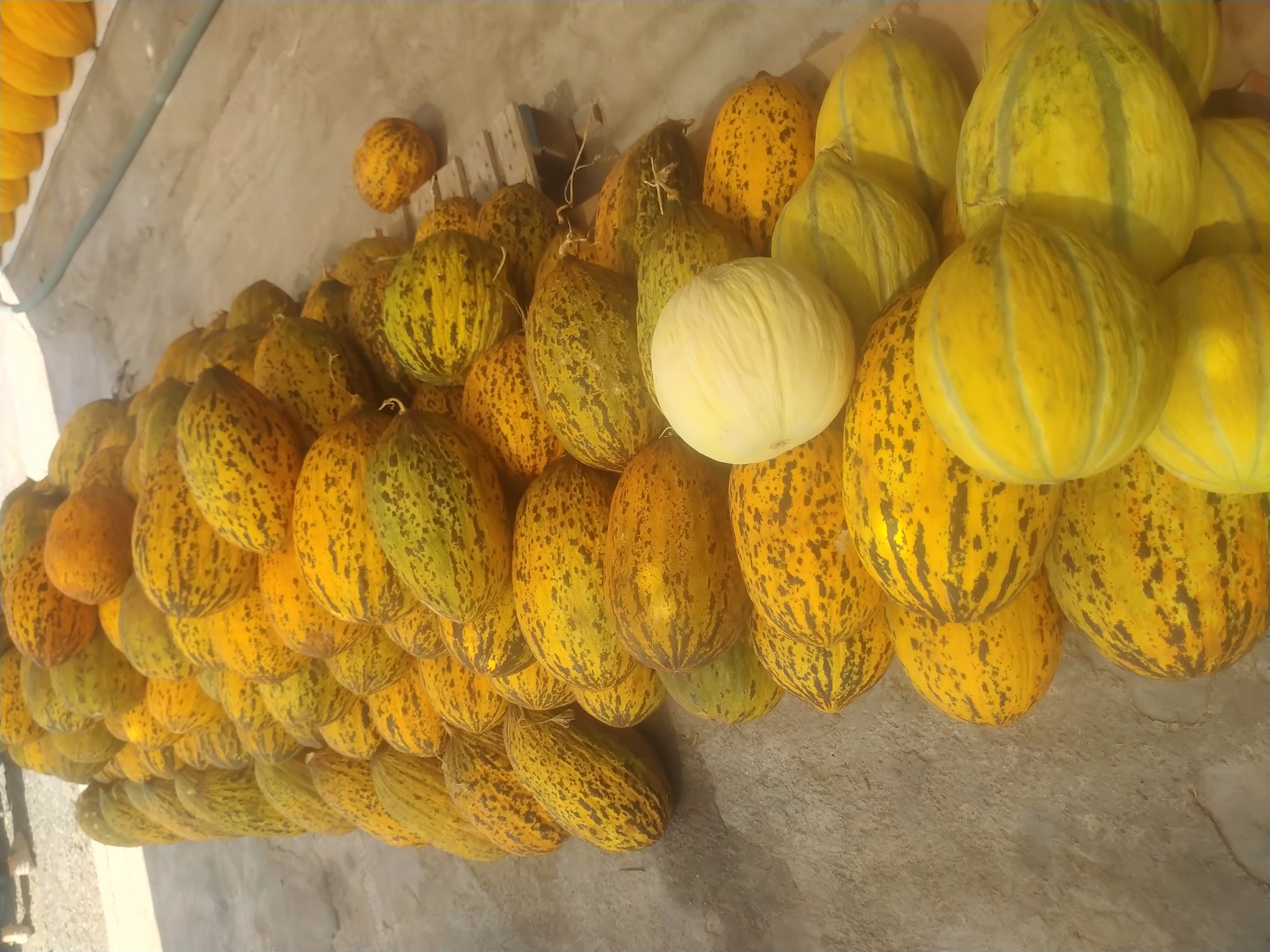 fondos de pantalla Squash, fruit