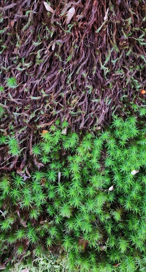 sfondi groundcover, grass