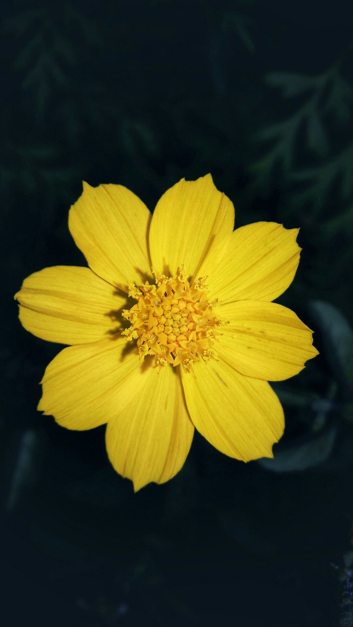 yellow flower
