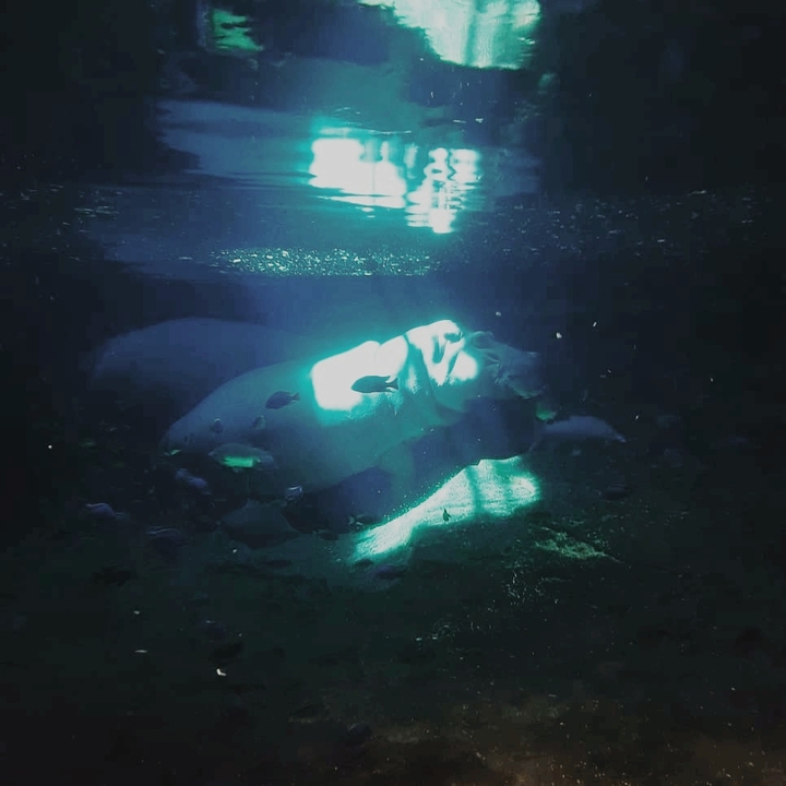 Hippo