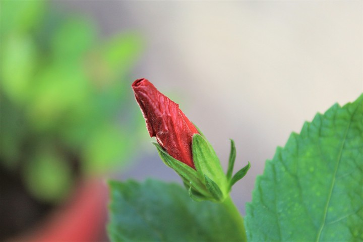 Hibiscus (Day-1)