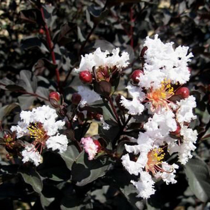 #White blossom