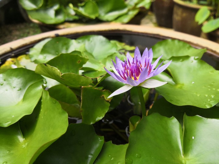 Pure Lotus
