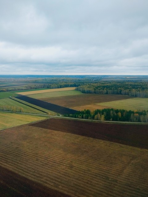 поля