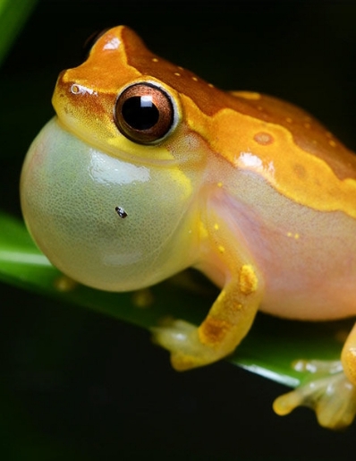 ♡Ribbit♡
