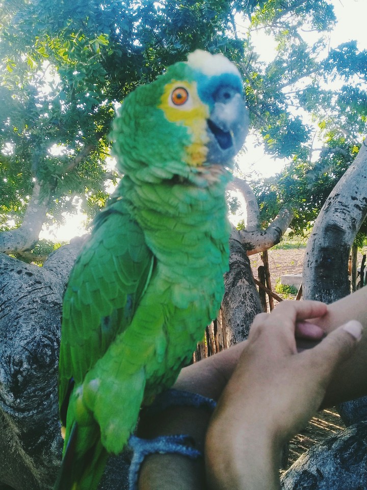 paz