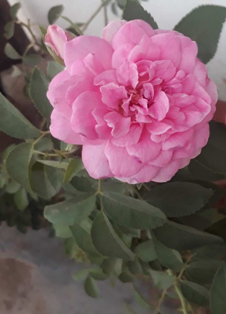 see pinkness and  freshness
