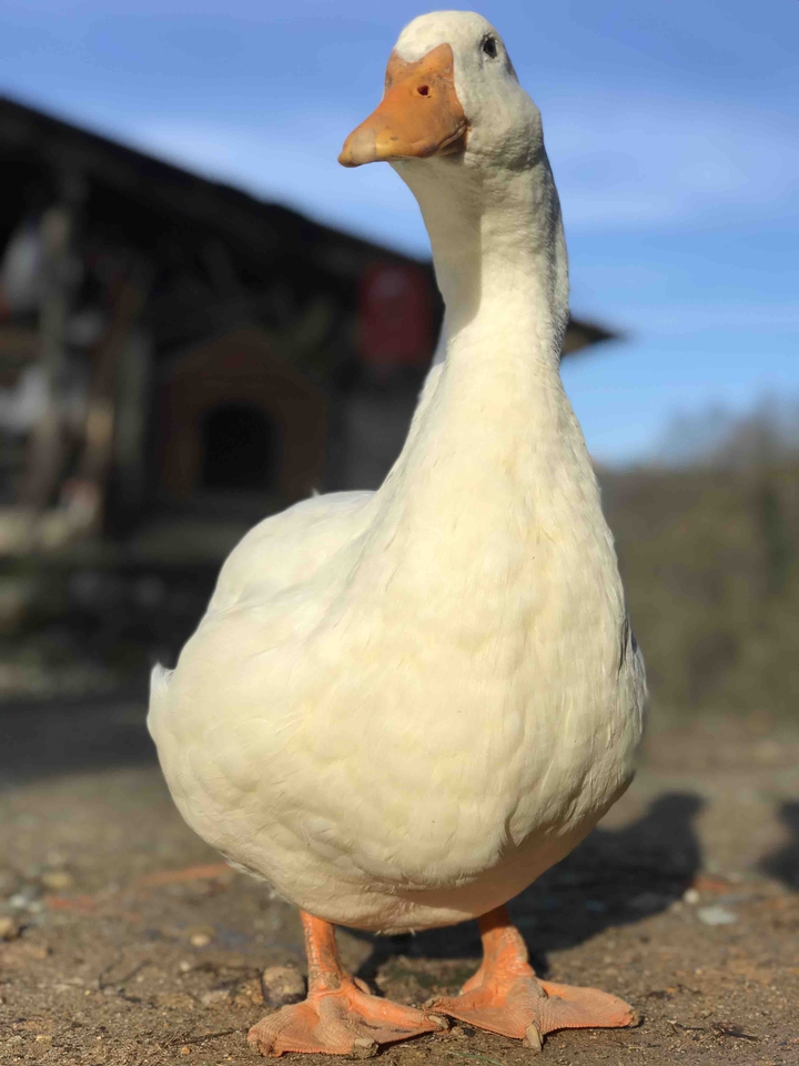LuiCi