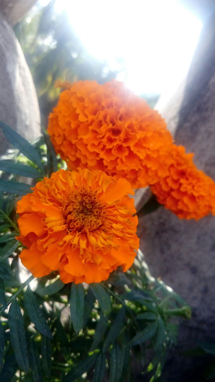 Marigold 