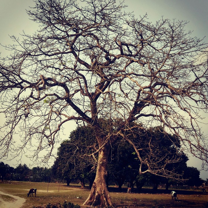 a dead beautiful