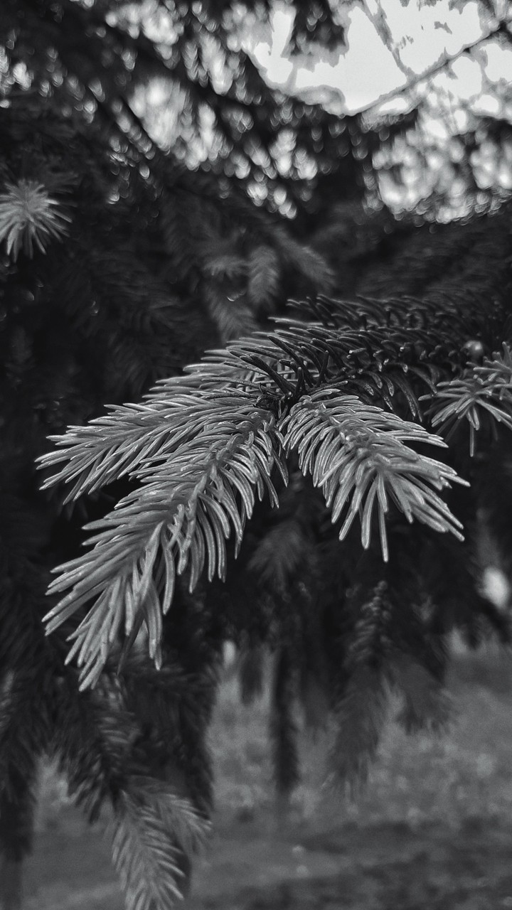 spruce