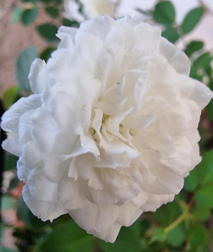 Rosa blanca de mi jardín