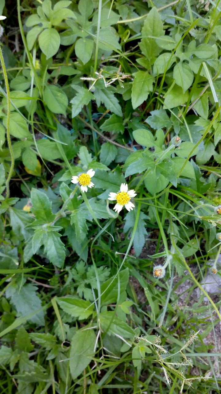 yellow flower