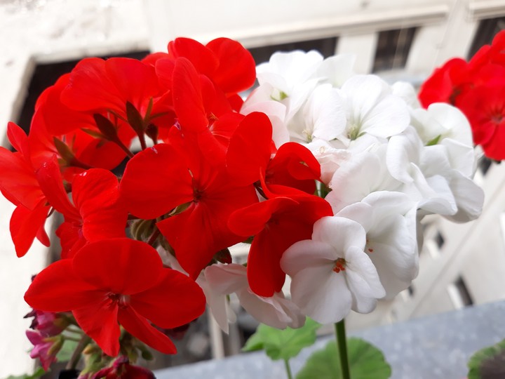 flower plant petal shrub violet family annual-planet