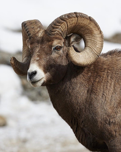 ram
