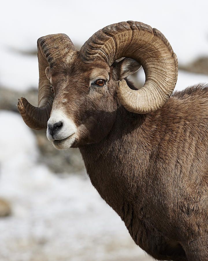 ram
