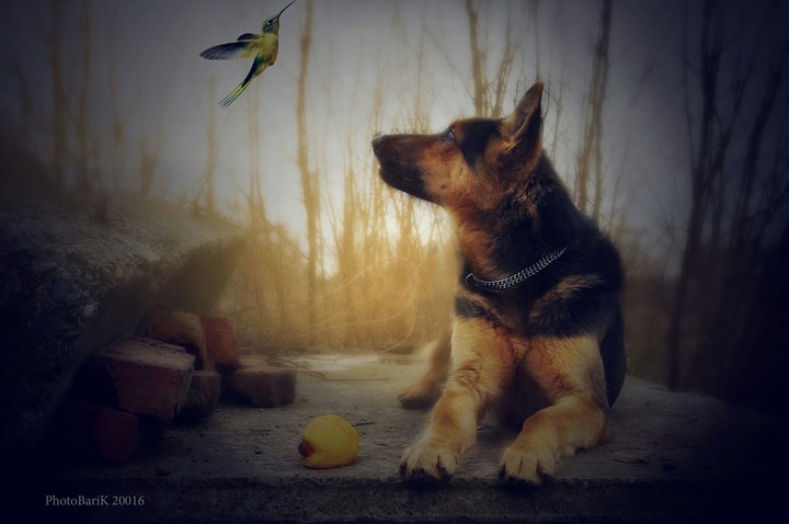 dog
