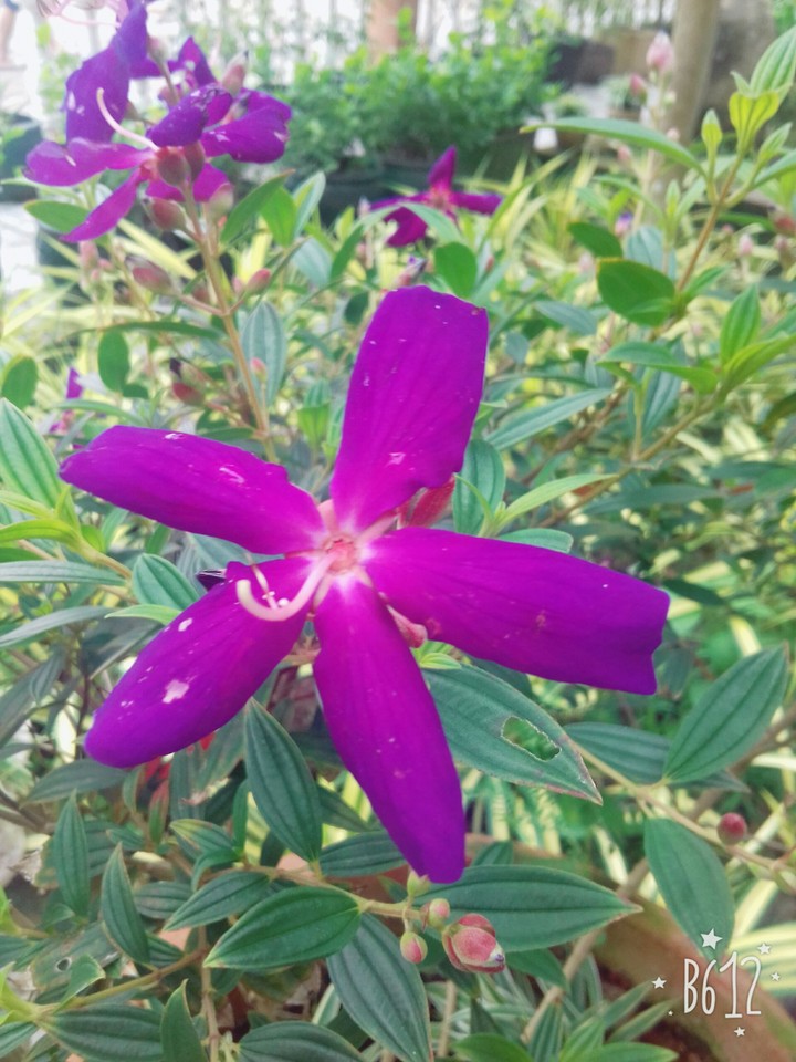 hoa cỏ