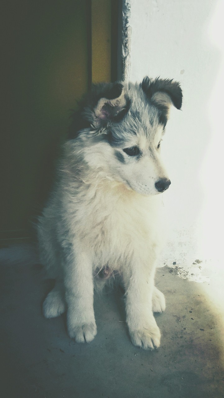 Cute Little Dog