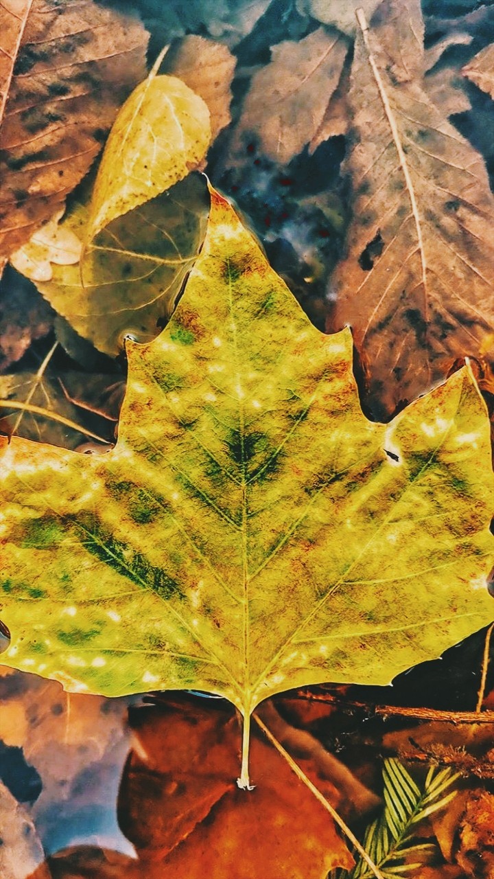 golden beauty