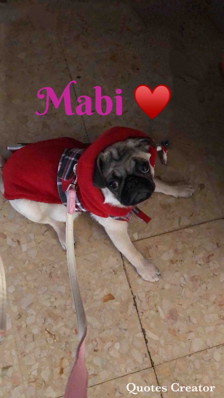 Mabi the Pug
