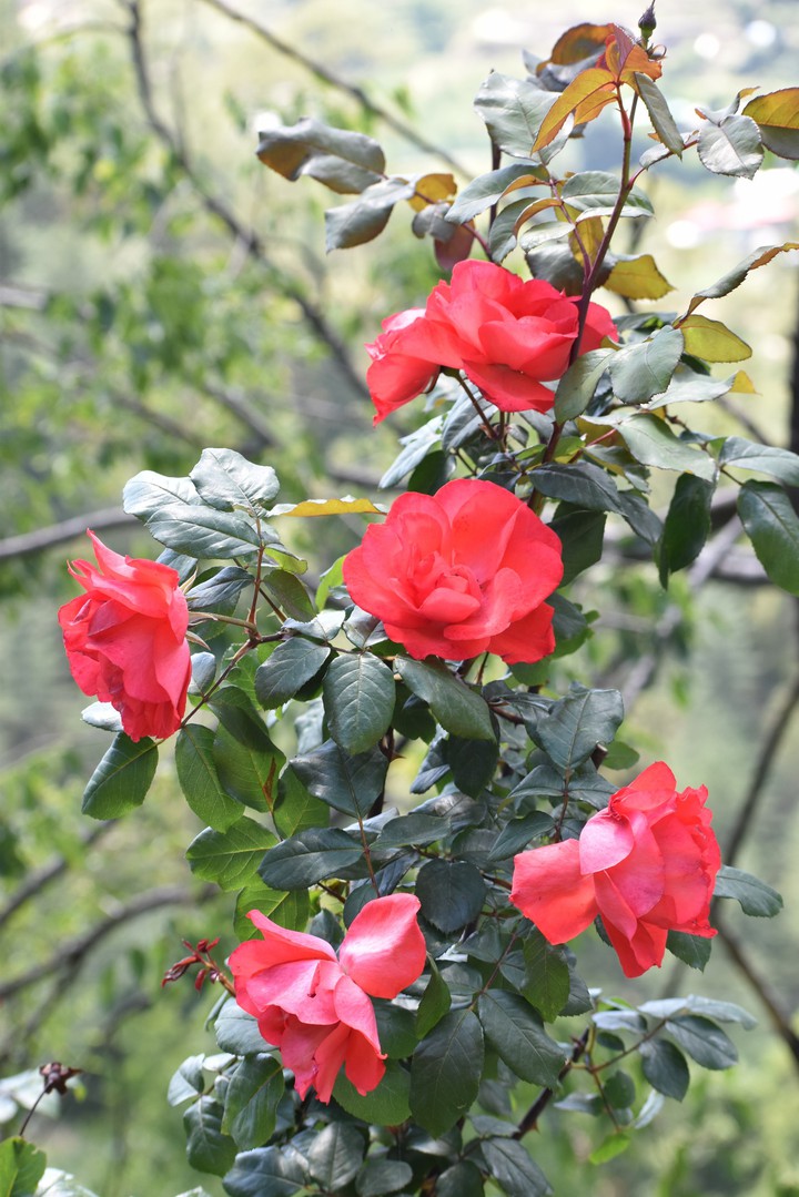 Blossom # Roses