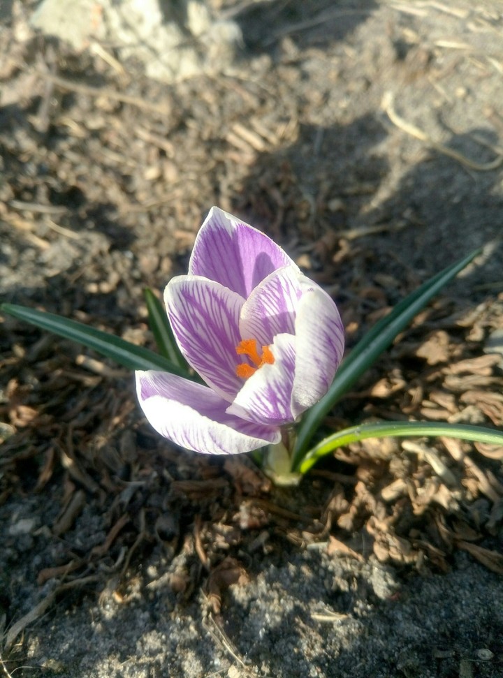crocus