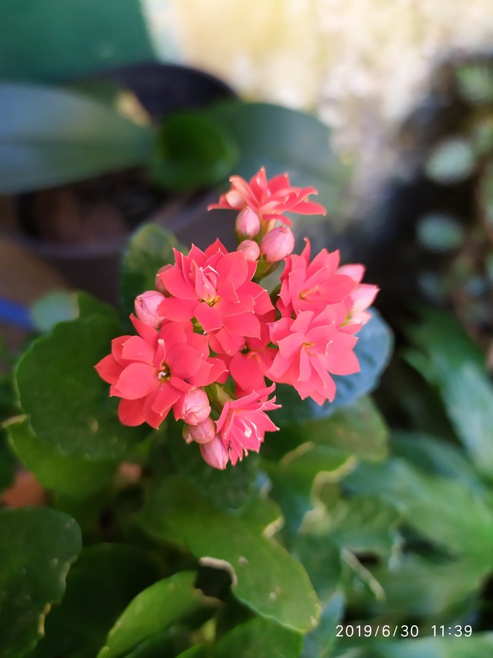 Flores da Mariola