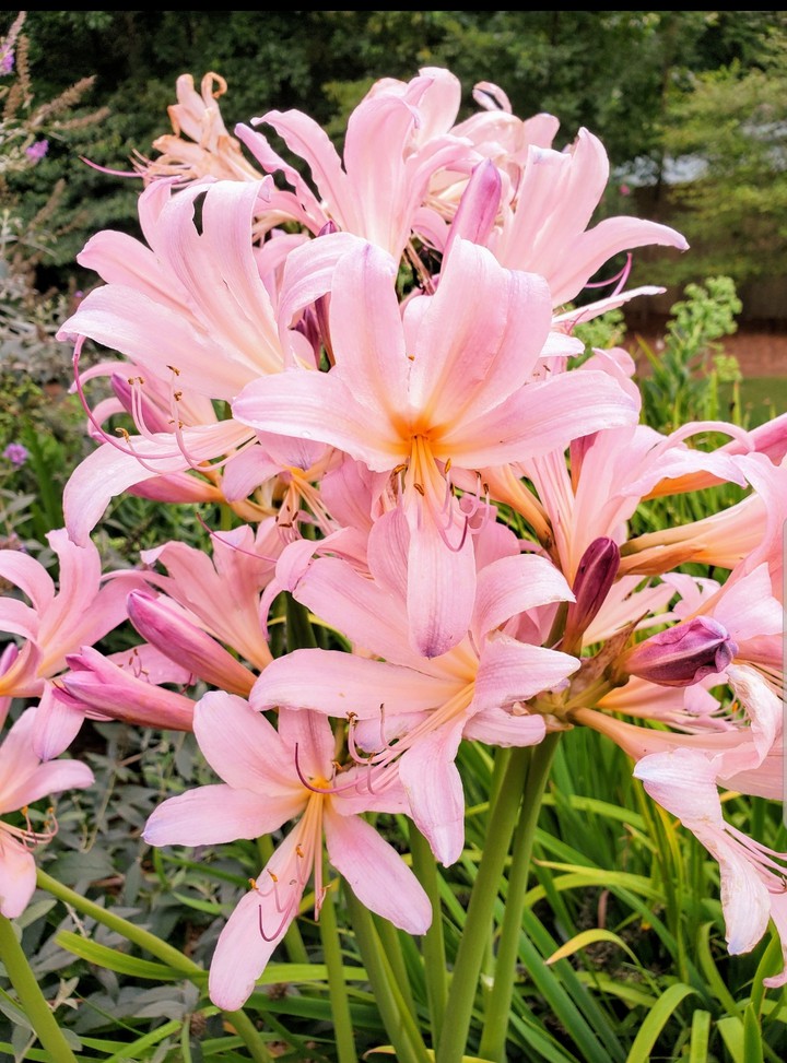 Amazing Amaryllis Belladonna