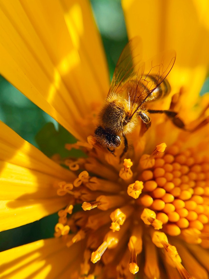 bee
