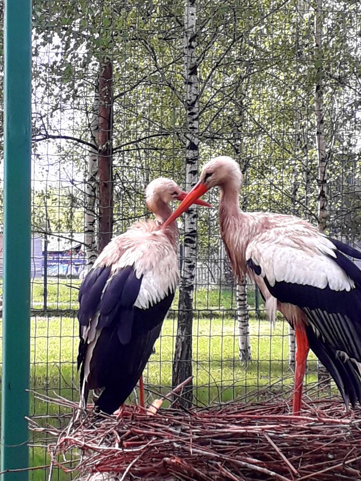 парочка влюблённых)))