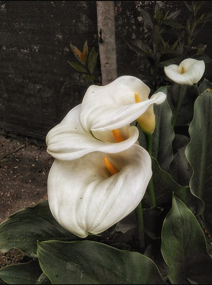 #calla