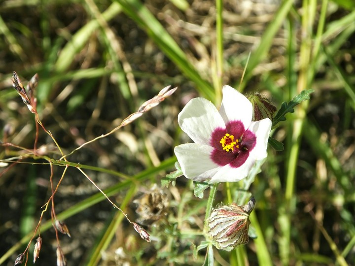 butifiul spring ?