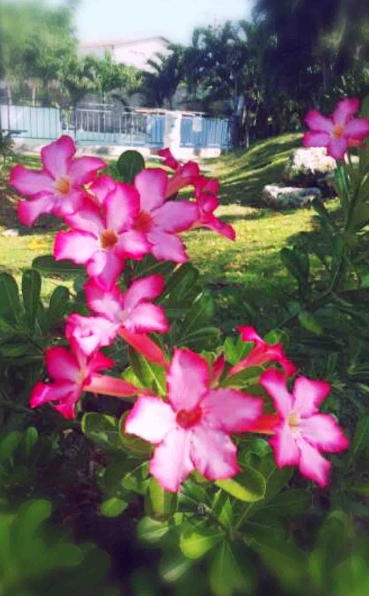 Flower