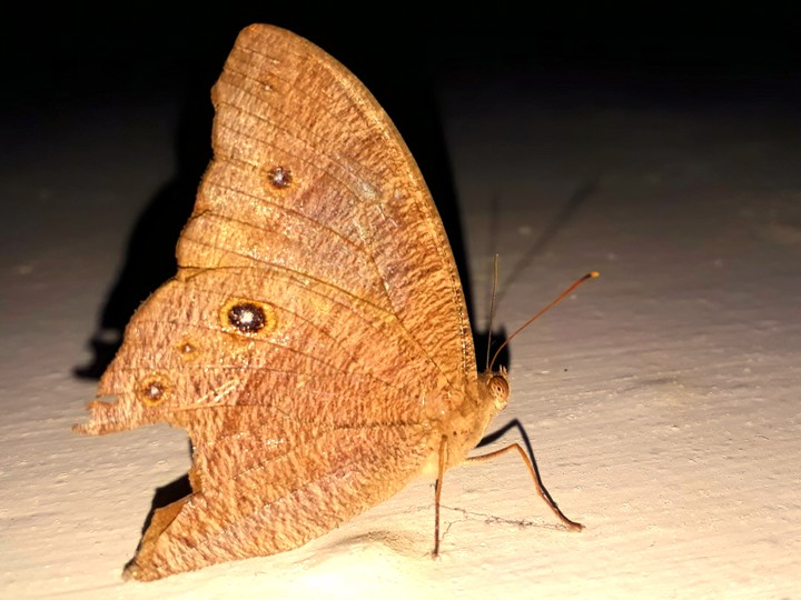 betterfly