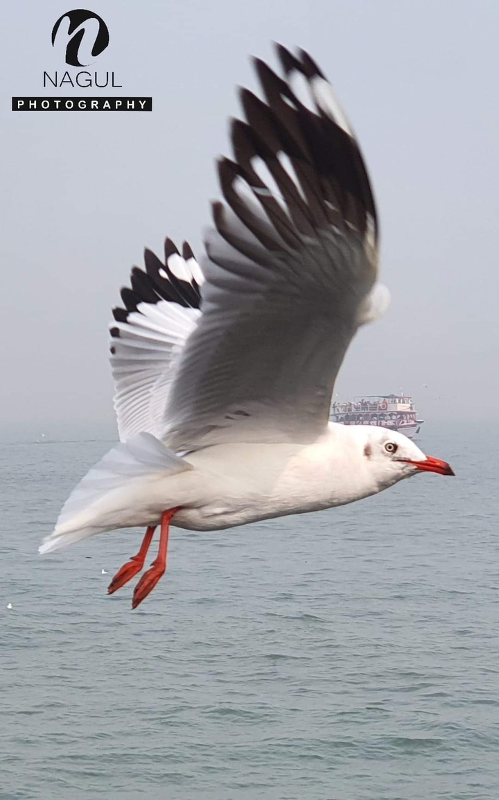 bird