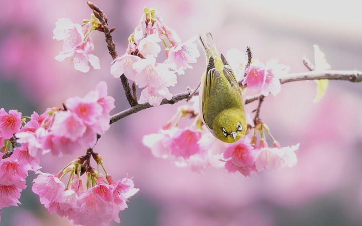 ❁❇️❁