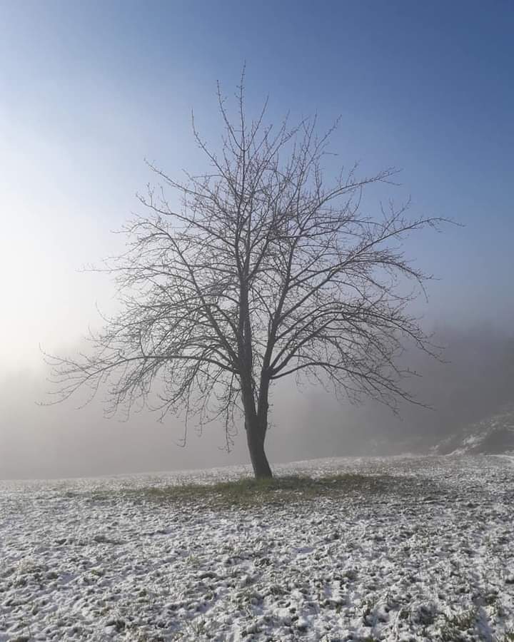 Magic tree